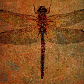 Dragonfly on a distressed background with a color burn filter printed on a small sheet of metal